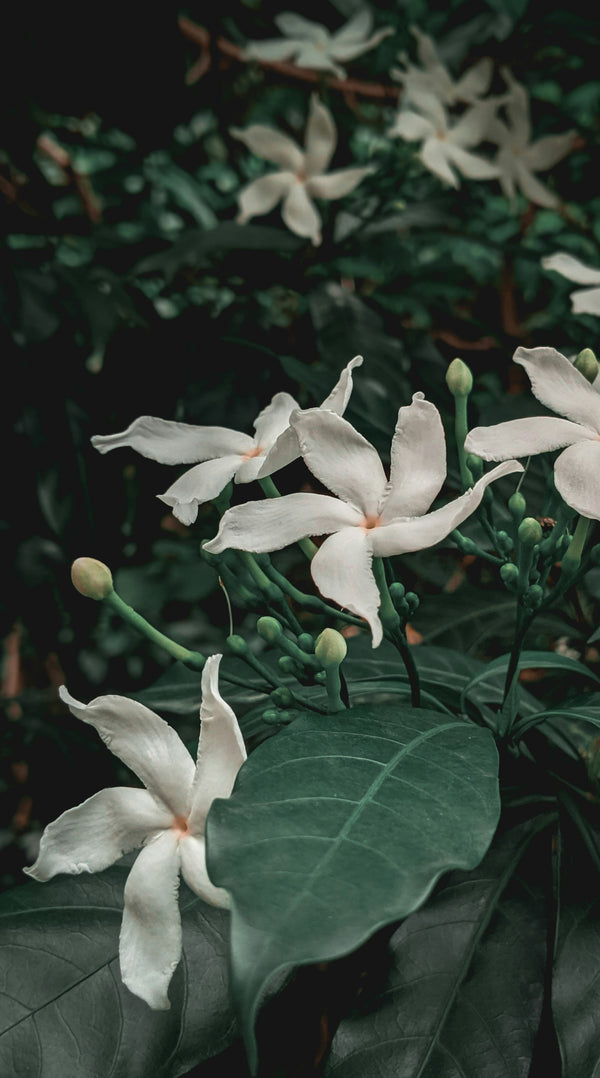 Jasmine scented pencils