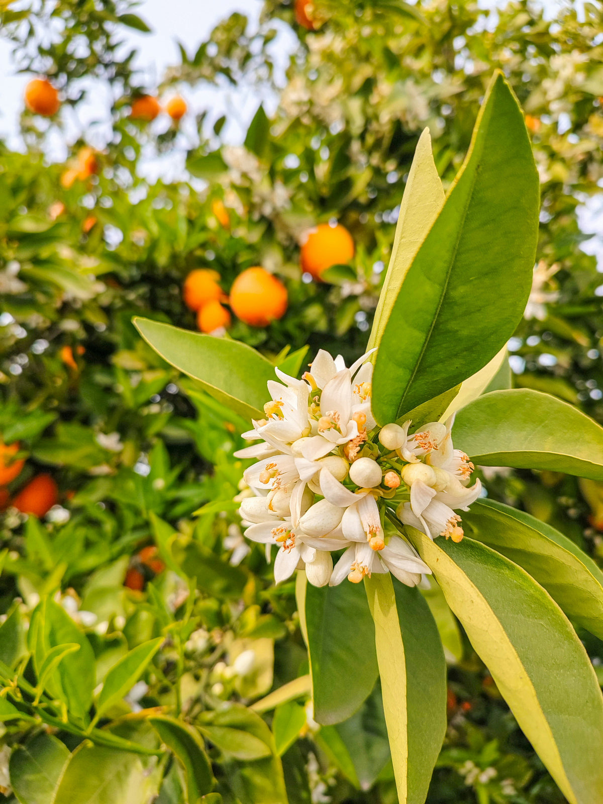 Orange Blossom scented pencils