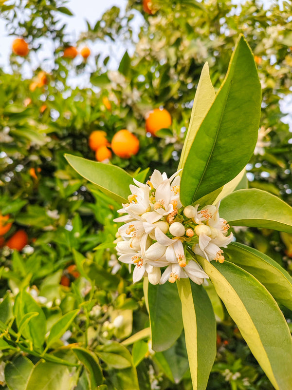Orange Blossom scented pencils