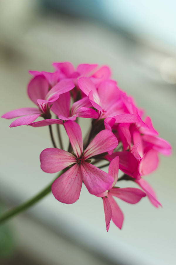 Rose geranium scented pencils